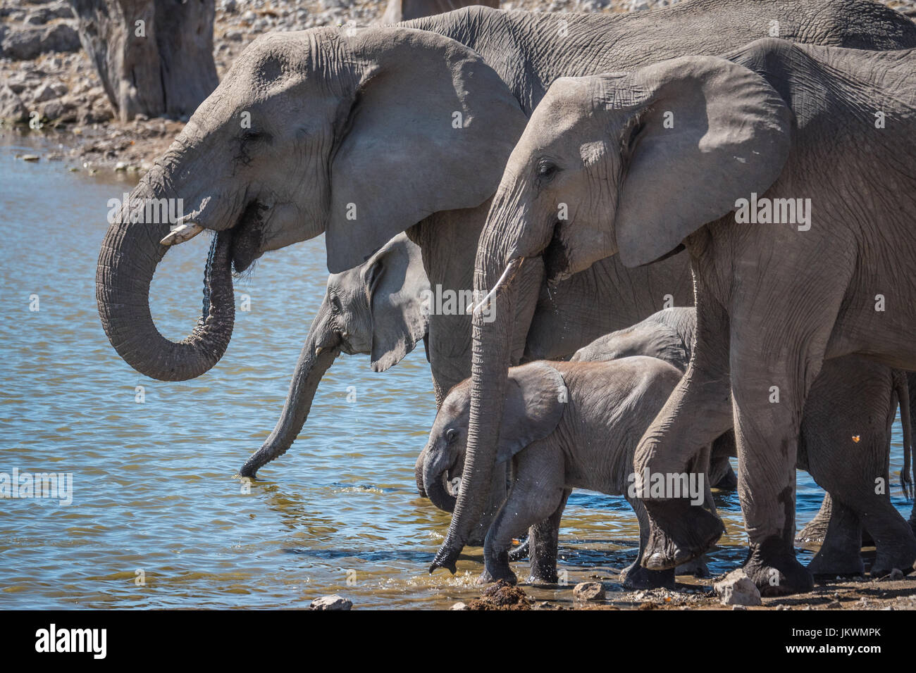 Herde Elefanten am Wasserloch, Etosha Nationalpark, Namibia, Afrika Stockfoto