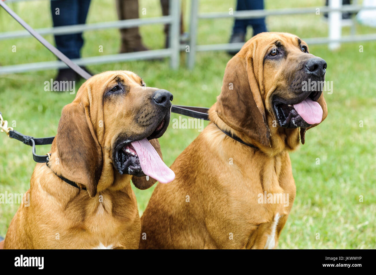 Zwei Bloodhound Hunde saßen warten im Show-ring Stockfoto