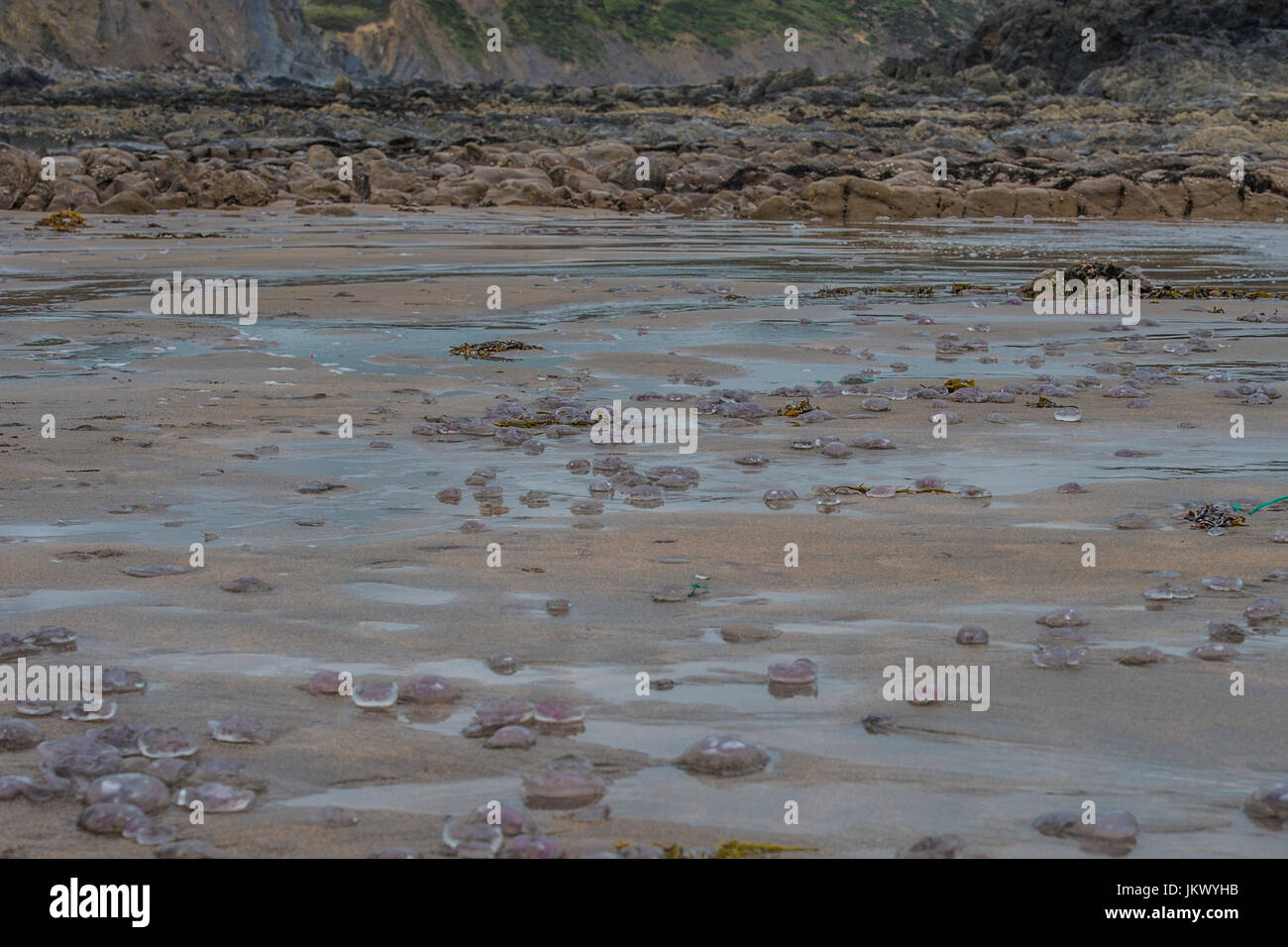 Tote Quallen am Strand angeschwemmt Stockfoto