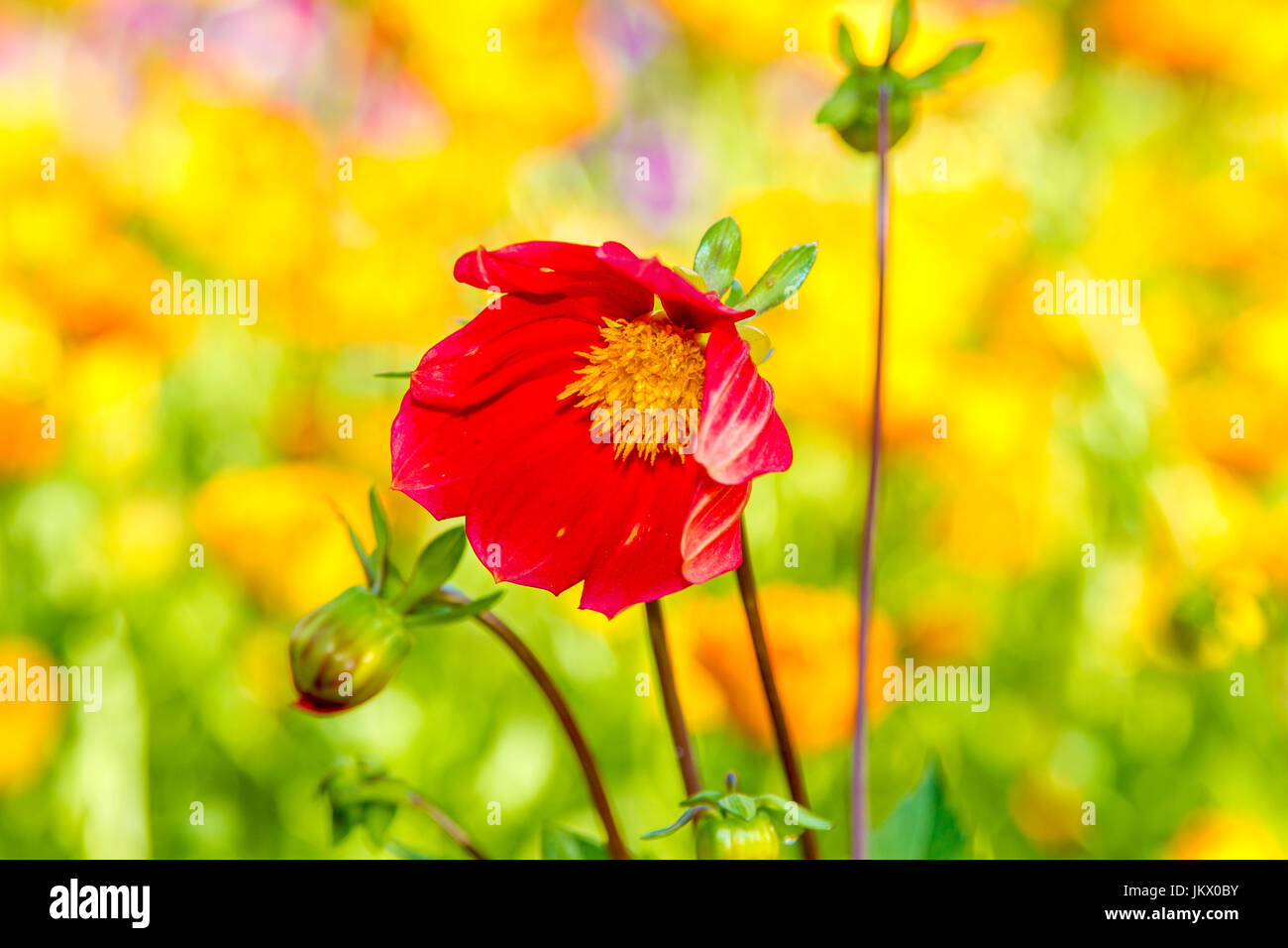 Bild rote Blume Dahlie mit gelber Mitte Stockfoto