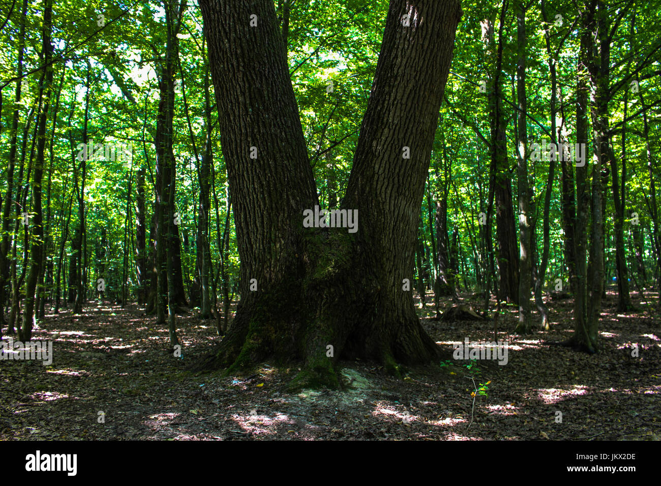 Ein V-Shape-Struktur in einem tiefen Wald Stockfoto