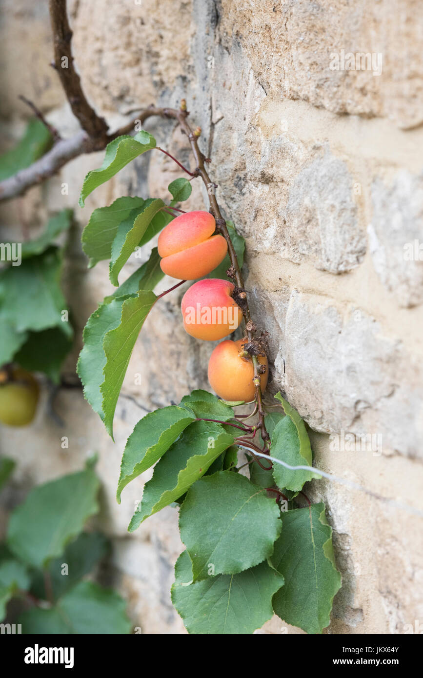 Prunus armeniaca. Fruchtiger Espalier-Aprikosenbaum auf einer Steinmauer in Anyho, Northamptonshire, England. Aynho ist als Aprikosendorf bekannt Stockfoto