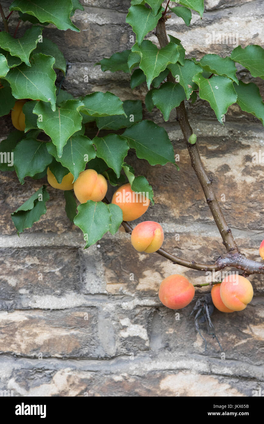 Prunus armeniaca. Fruchtiger Espalier-Aprikosenbaum auf einer Steinmauer in Anyho, Northamptonshire, England. Aynho ist als Aprikosendorf bekannt Stockfoto