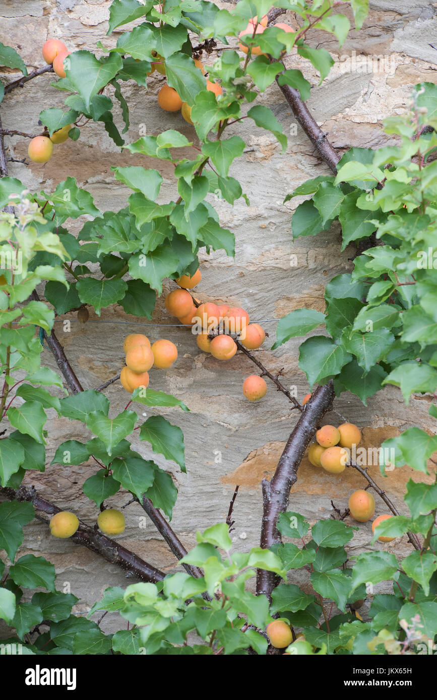 Prunus armeniaca. Fruchtiger Espalier-Aprikosenbaum auf einer Steinmauer in Anyho, Northamptonshire, England. Aynho ist als Aprikosendorf bekannt Stockfoto
