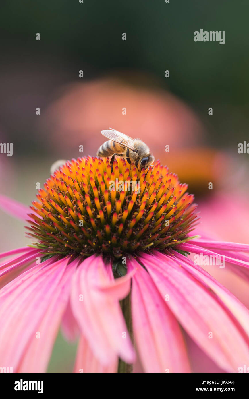 Honigbiene Fütterung auf eine Echinacea "Sommer-cocktail". Sonnenhut Stockfoto