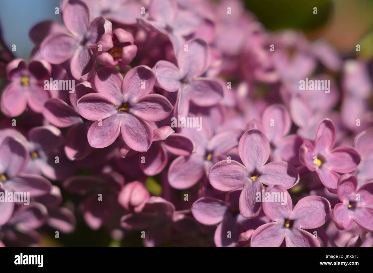 Lila lilas Stockfoto