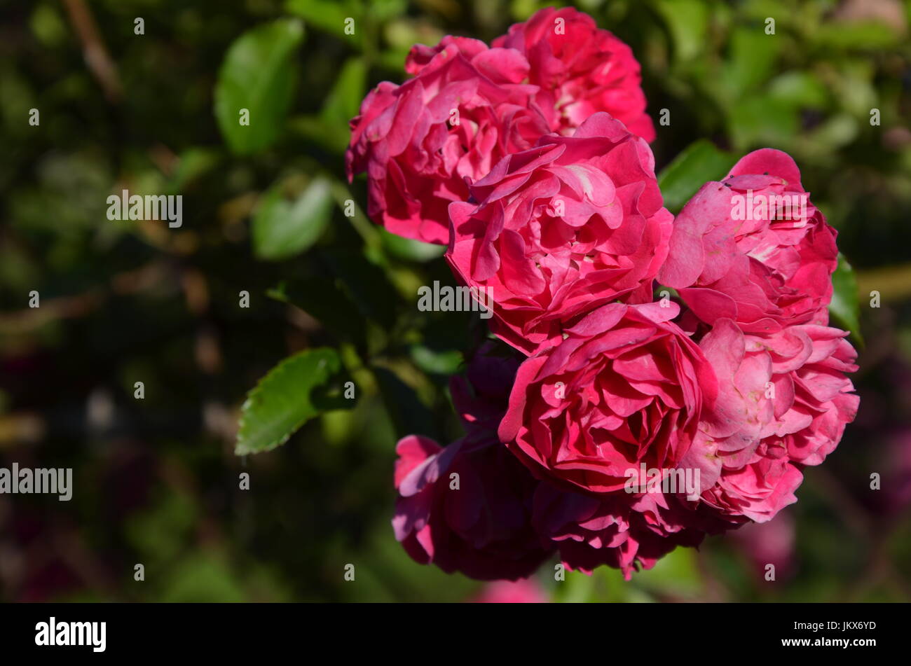 Aromatischen Tee-Rosen Stockfoto