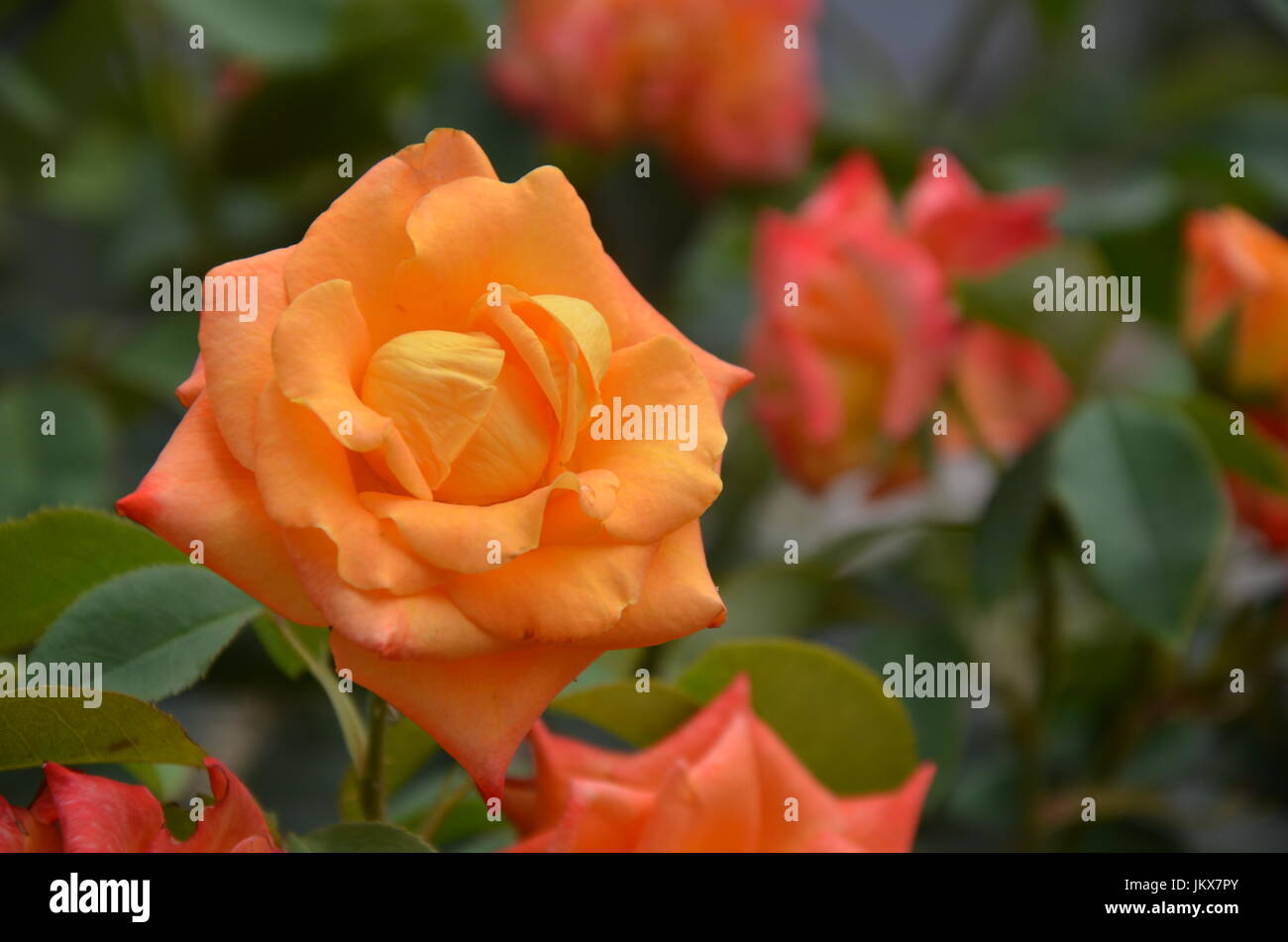 Schöne orange Rosen Stockfoto