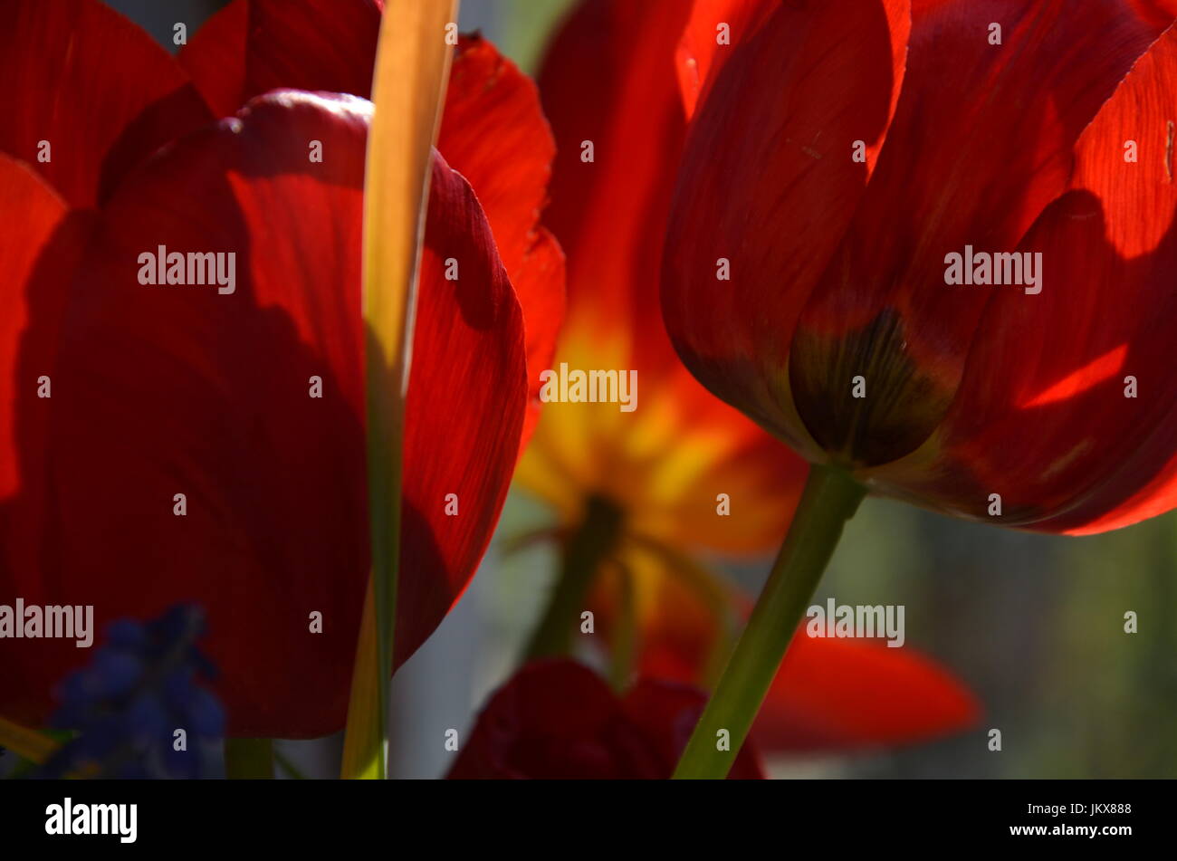 Schöne rote Tulpen Stockfoto