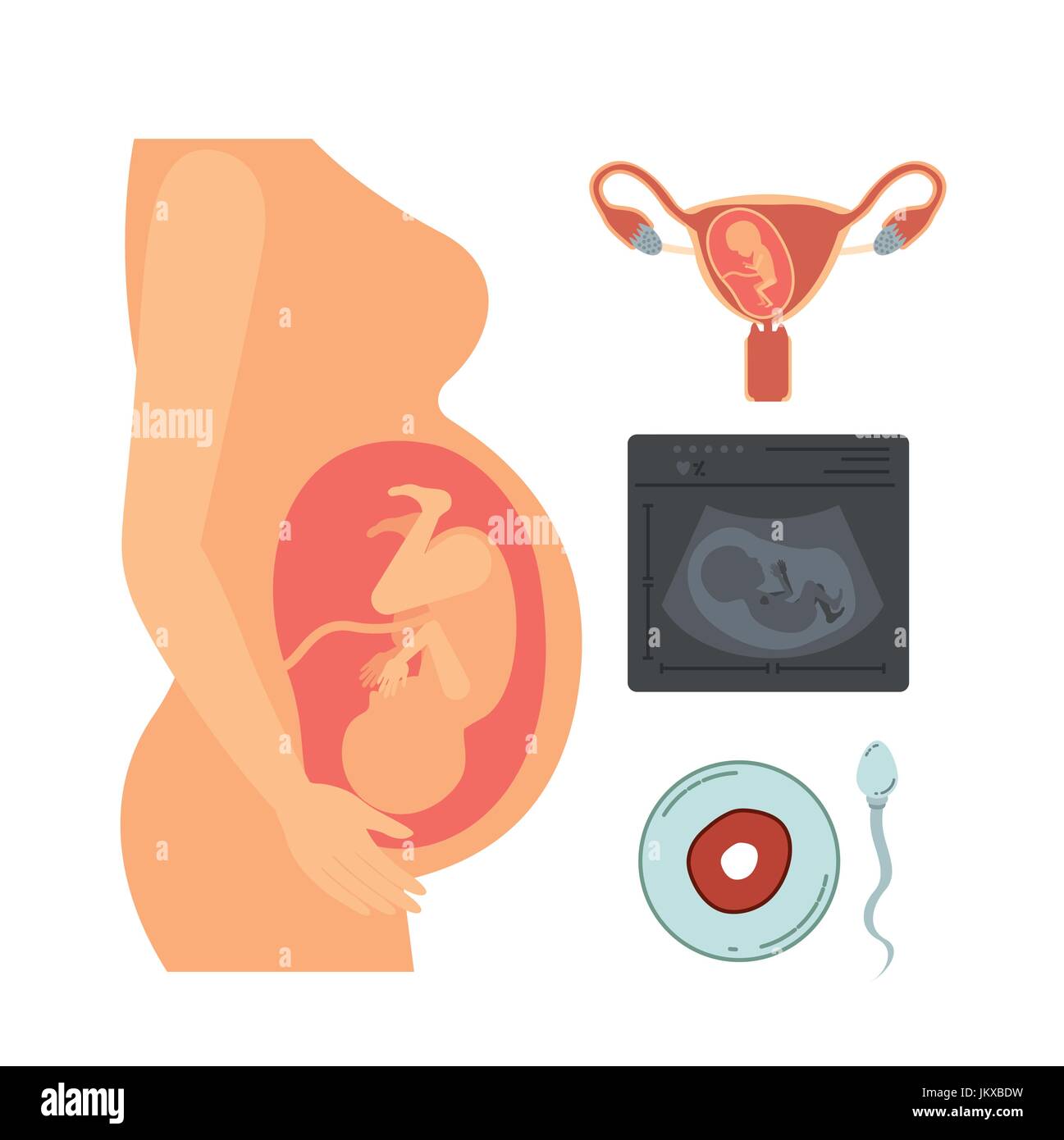 weißen Hintergrund mit Farbe Silhouette Schwangerschaft Prozess im weiblichen Körper und Symbole Stock Vektor