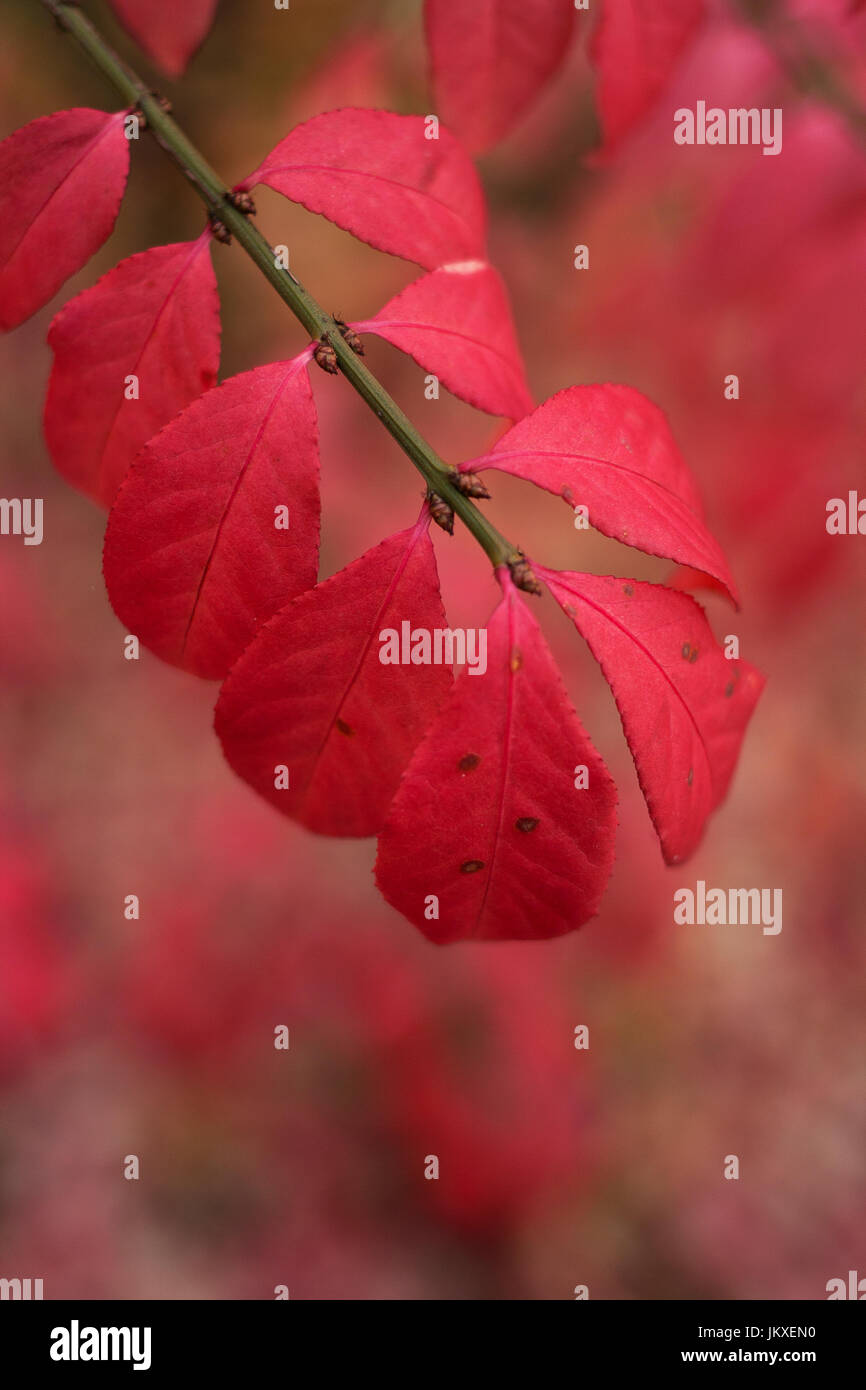 Euonymus alatus Red Leaf schönen Herbst Strauch Stockfoto