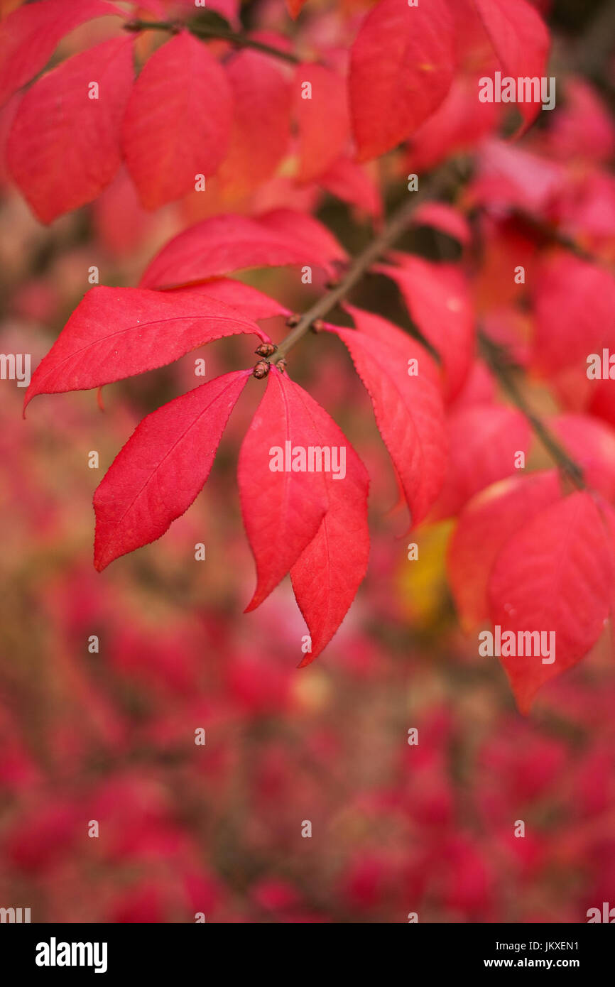 Euonymus alatus blatt Fotos und Bildmaterial in hoher Auflösung Alamy