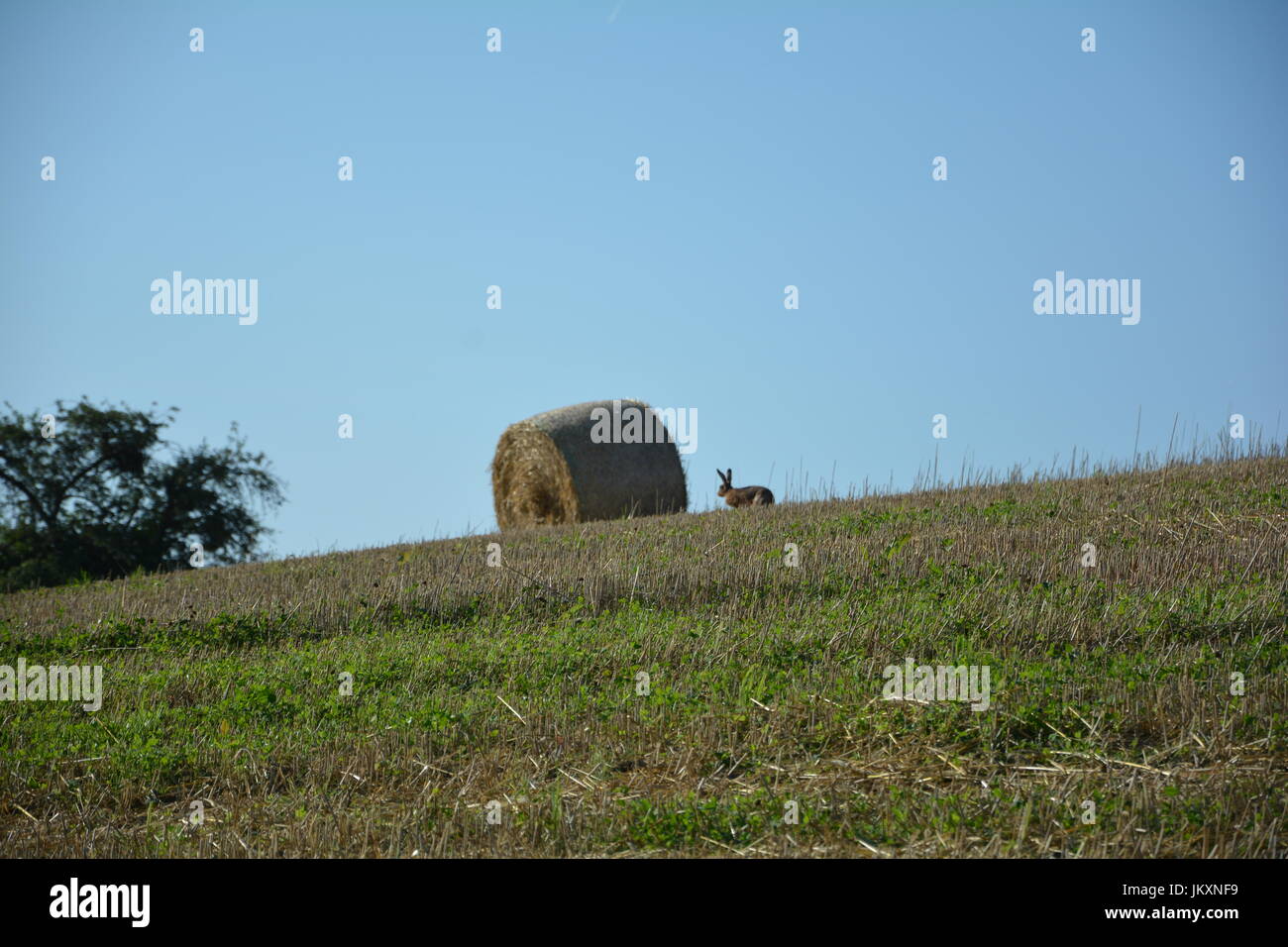 Feld-Häschen auf Stoppelfeld mit Heuballen in der Natur Stockfoto
