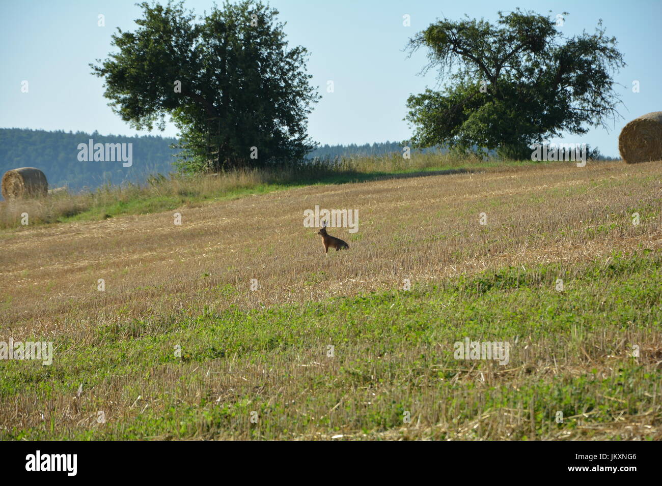Feld-Häschen auf Stoppelfeld mit Heuballen in der Natur Stockfoto