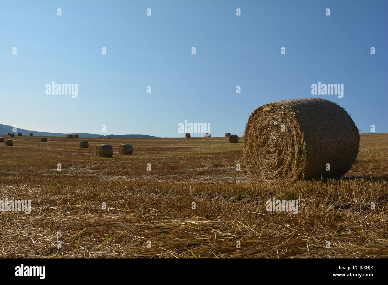 Strohballen auf abgeernteten Feld mit vielen Heuballen im Horizont und blauer Himmel Stockfoto