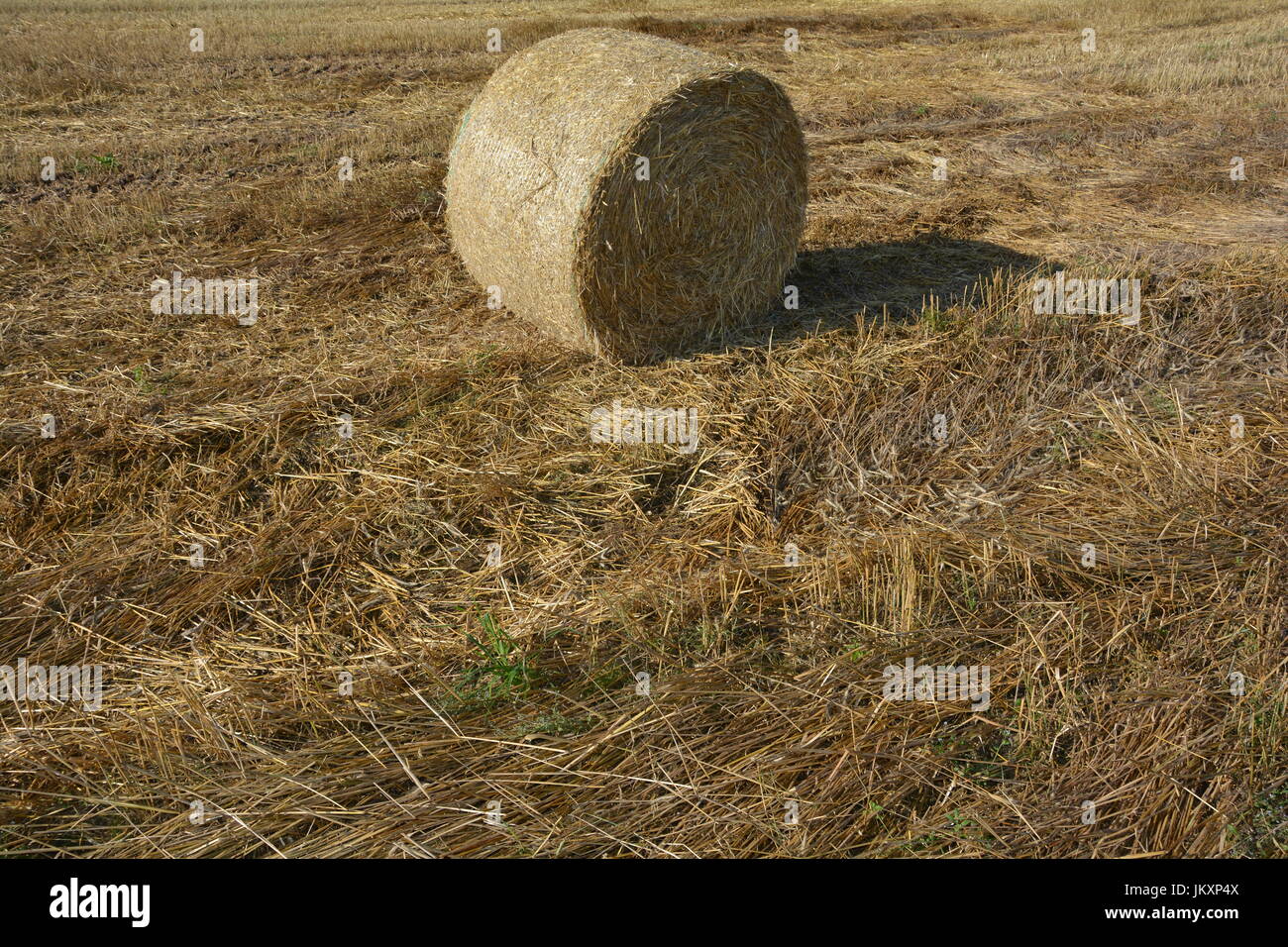 Strohballen auf dem Feld im detail Stockfoto