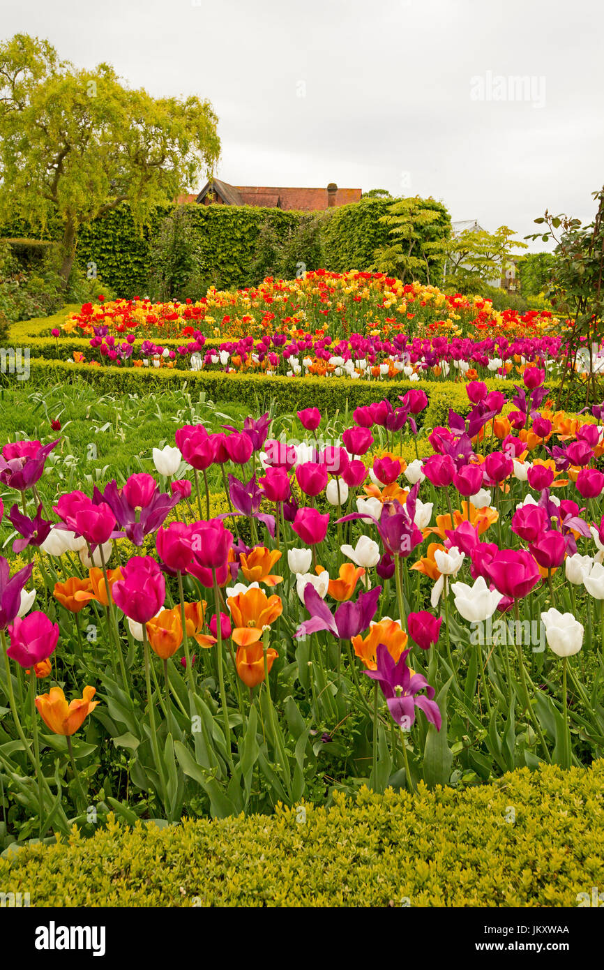 Garten mit Masse gepflanzt Tulpen blühen im Frühjahr, in beeindruckende Auswahl an Farben inc rot, Orange und weiß in Arundel Castle, England Stockfoto
