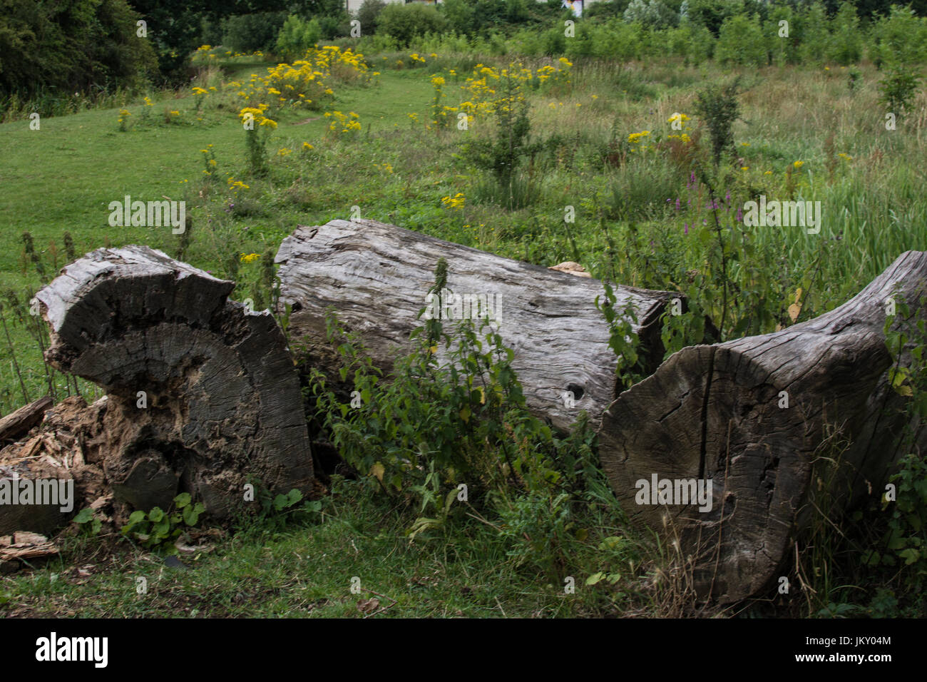 Billing Aquadrome Northampton England Holzbaum geschnitten zerbrochen alte wettergelbe Blumen Frühlingsblume verdorbenes Holz verfällt links Stockfoto