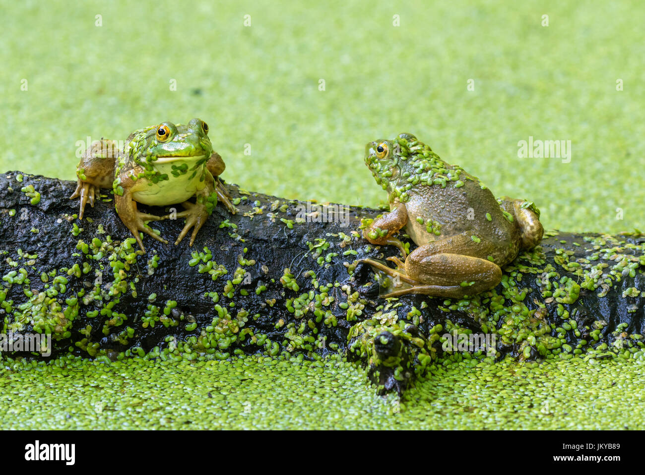Zwei amerikanische Bullfrosche (Lithobates catesbeianus oder Rana catesbeiana) sitzen auf verfaultem Holz in einem See, der von Entengras bedeckt ist, im Ledges State Park, Iowa, USA Stockfoto