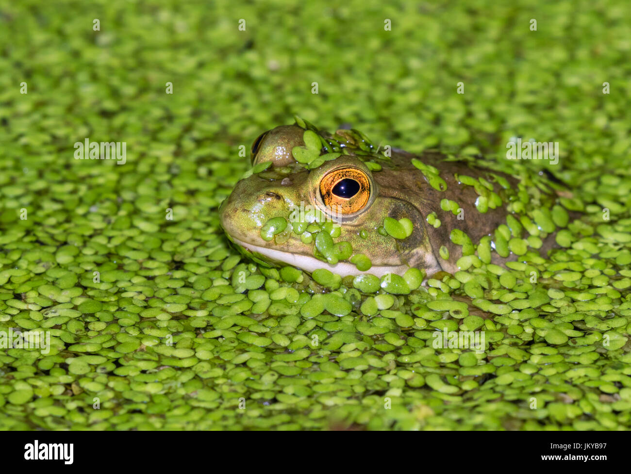 Amerikanischer Ochsenfrosch (Lithobates Catesbeianus oder Rana Catesbeiana) durchsehen Wasserlinsen in einem See, Ledges Staatspark, Iowa, USA. Stockfoto