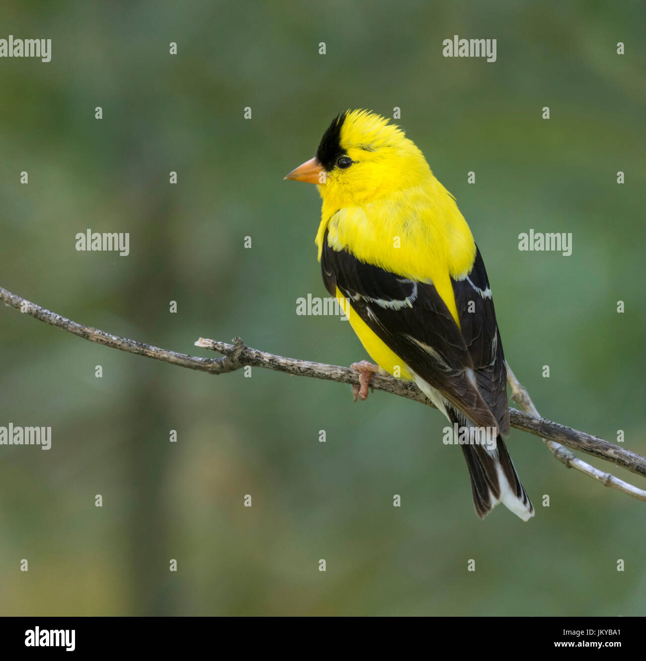 Amerikanische Stieglitz (Carduelis Tristis) auf einem Zweig, Ames, Iowa, USA Stockfoto