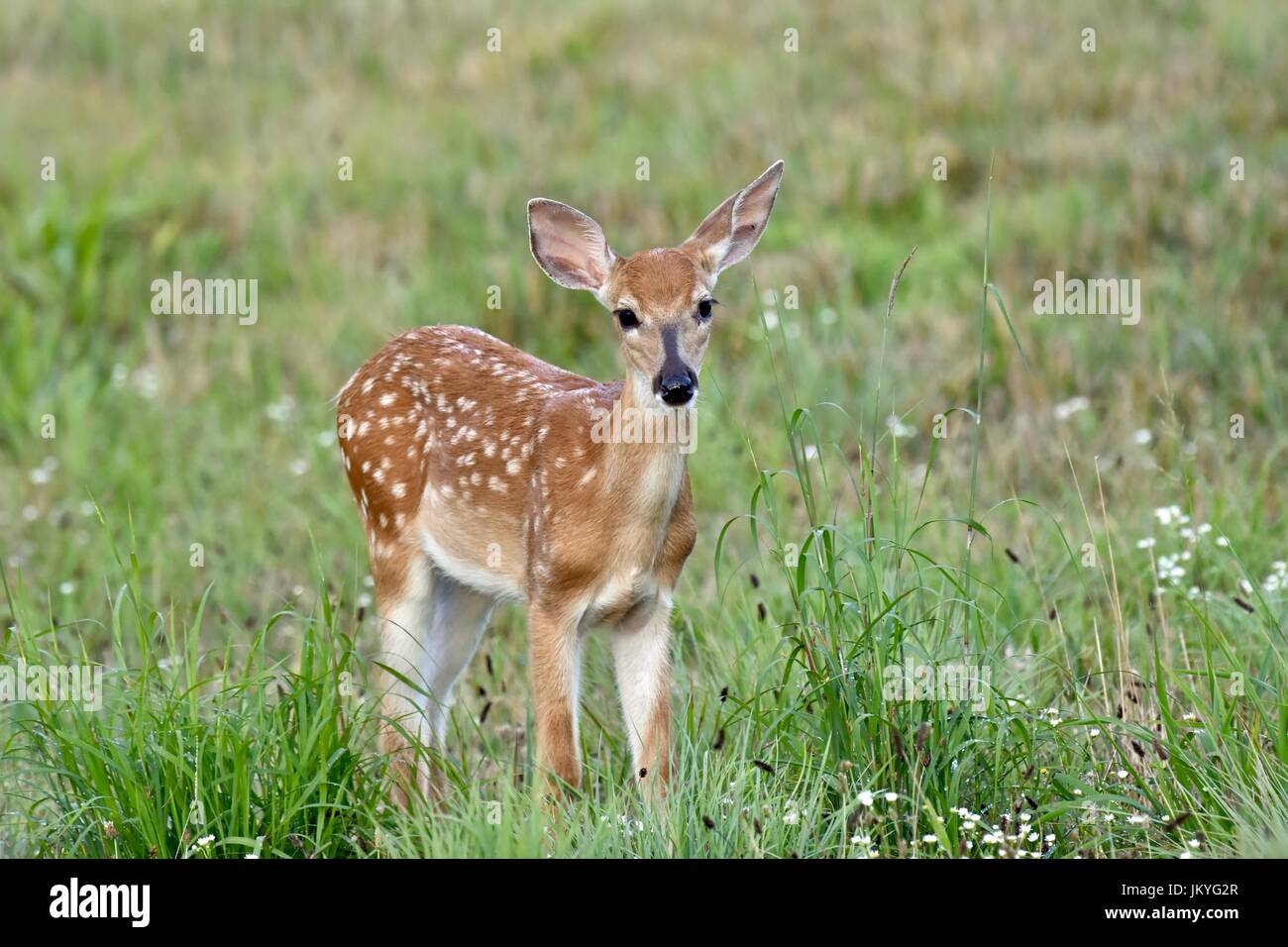 Weiß - angebundene Rotwild fawn (Odocoileus Virginianus) in einem Feld Stockfoto
