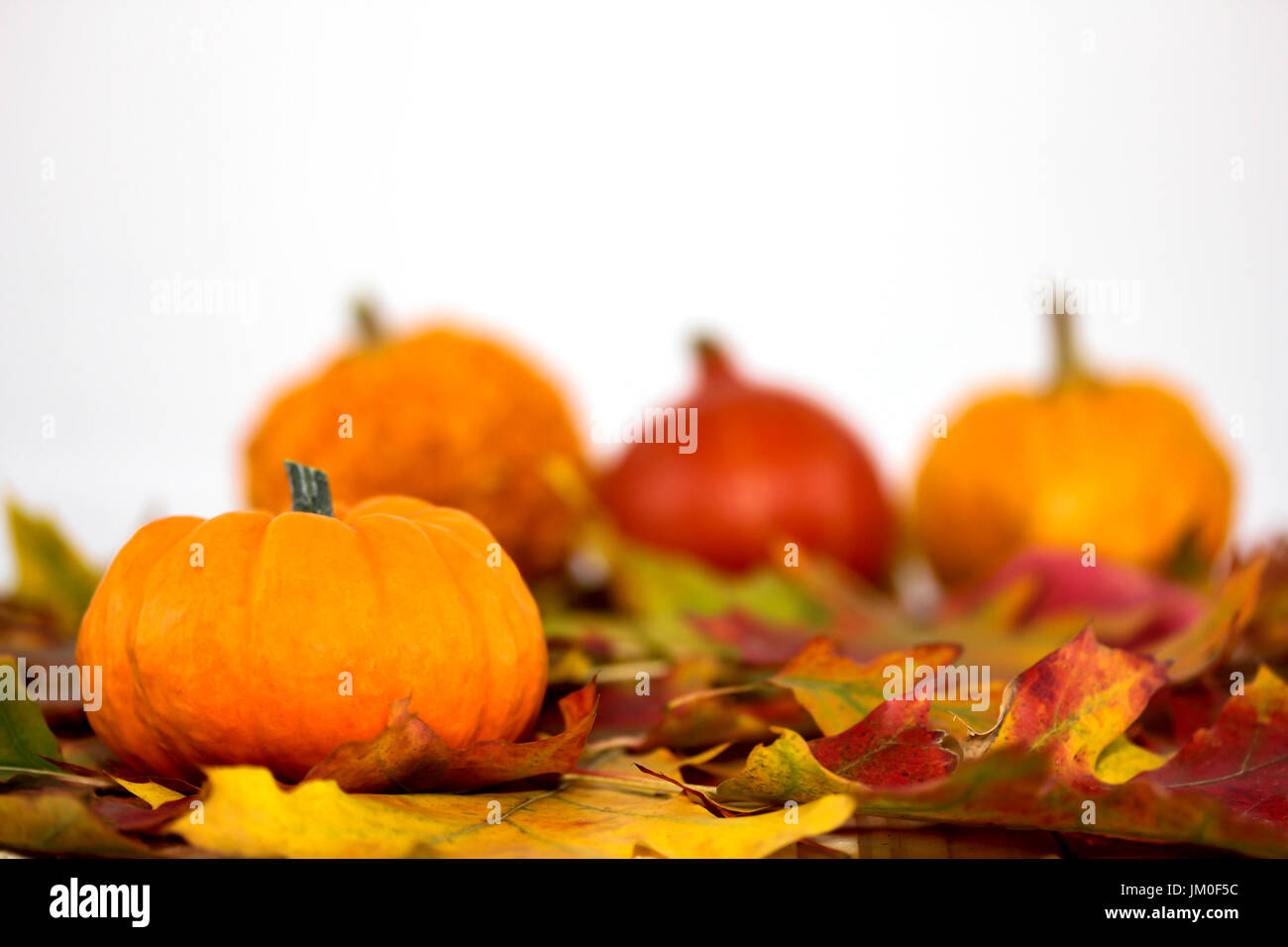 Verschiedene Sorten Kürbis legen Sie sich auf bunte Laub Stockfoto