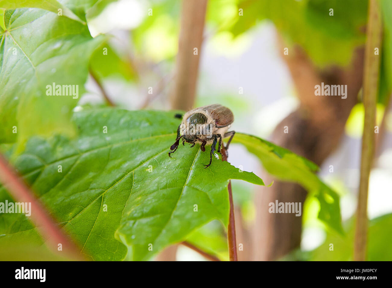 Nahaufnahme des Europäischen Käfer Schädlings - gemeinsame Maikäfer (Melolontha) auch bekannt als ein Mai Bug oder Doodlebug auf Ahornblatt im Sommer. Schöne viv Stockfoto