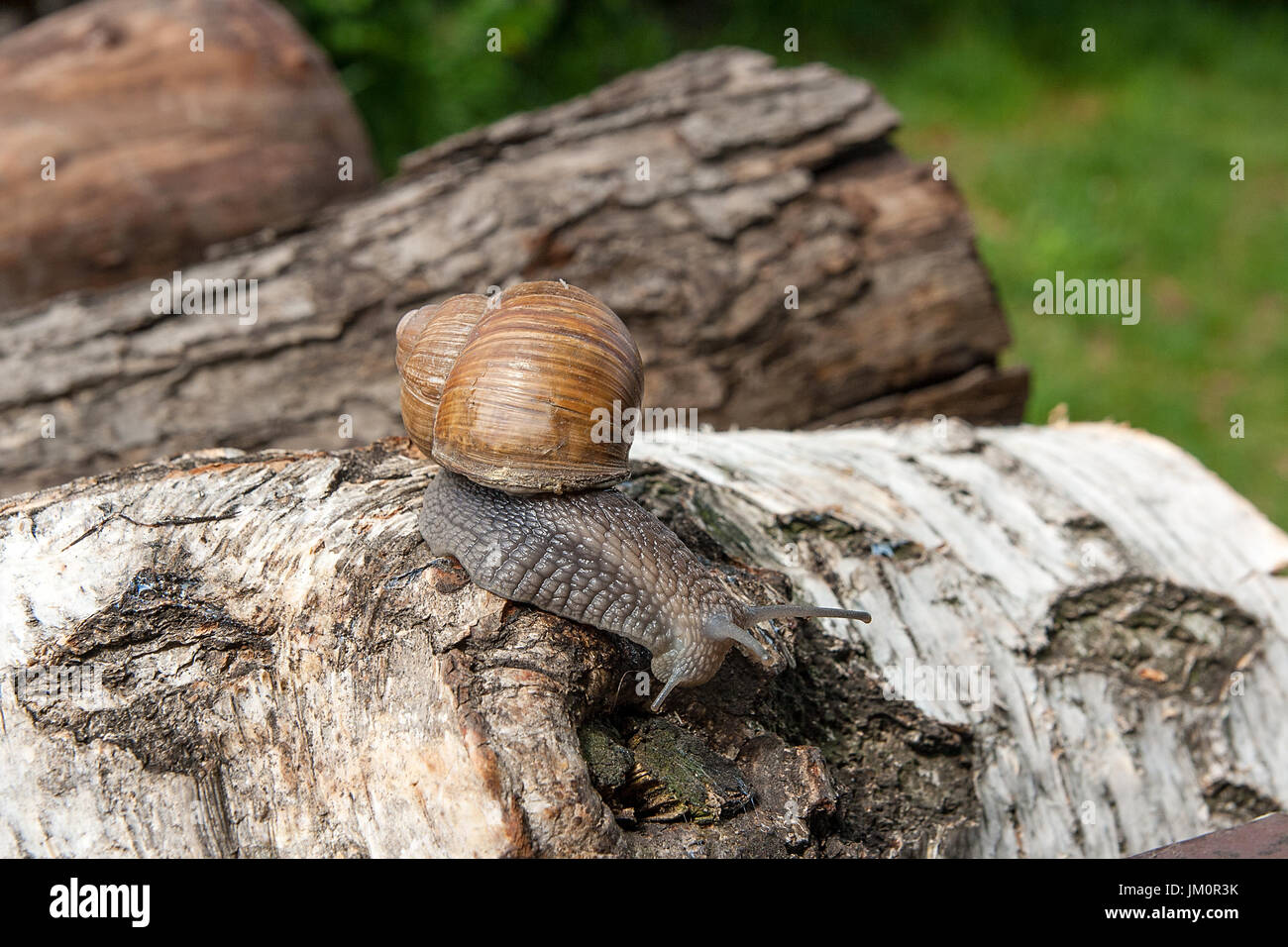 Roman Snail - Helix Pomatia. Helix Pomatia, Trivialnamen der römischen, Burgund, essbare Schnecken oder Schnecken, ist eine Art von großen, essbar, luftatmenden l Stockfoto