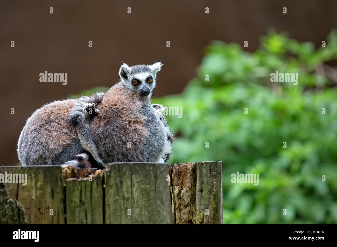 Lemuren im Wald Stockfoto