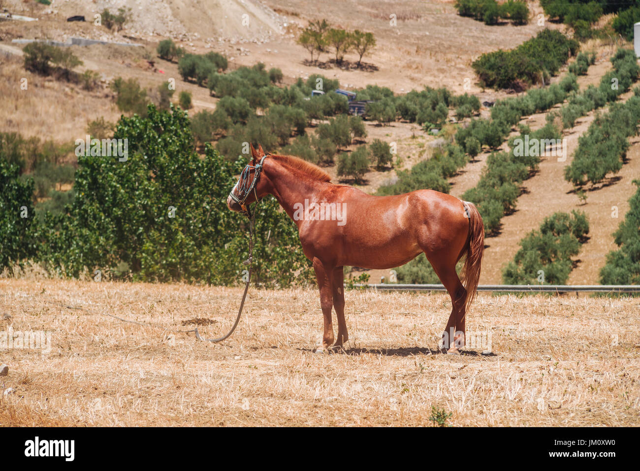 Elegante Andalusiam Pferd in der Landschaft von Andalusien Stockfoto