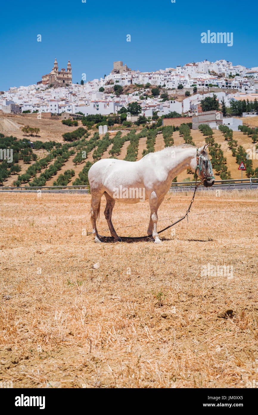 Die wunderbare weiße Dorf von Olvera in Andalusien Stockfoto