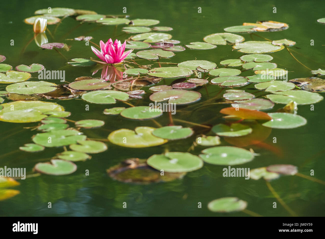 Lotus-Blume im Garten des Alcazar in Sevilla Stockfoto