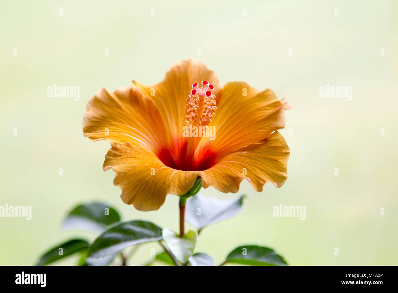 Eine Nahaufnahme von einem blühenden Hibiskus Stockfoto