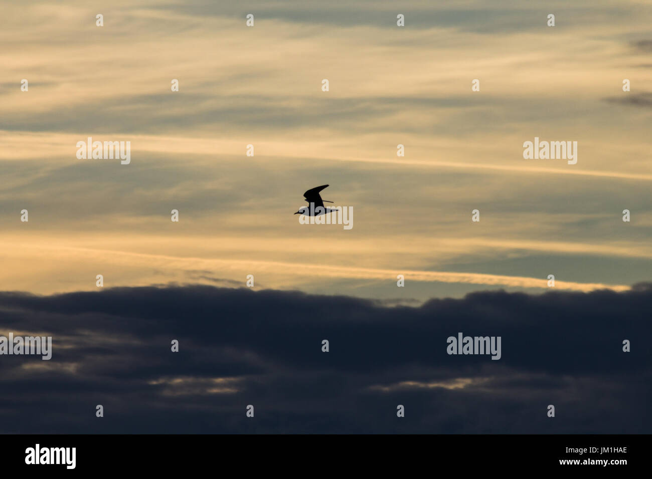 Eine Silhouette von ein Vogel fliegt vor einem Himmel mit schön gefärbten Wolken bei Sonnenuntergang Stockfoto