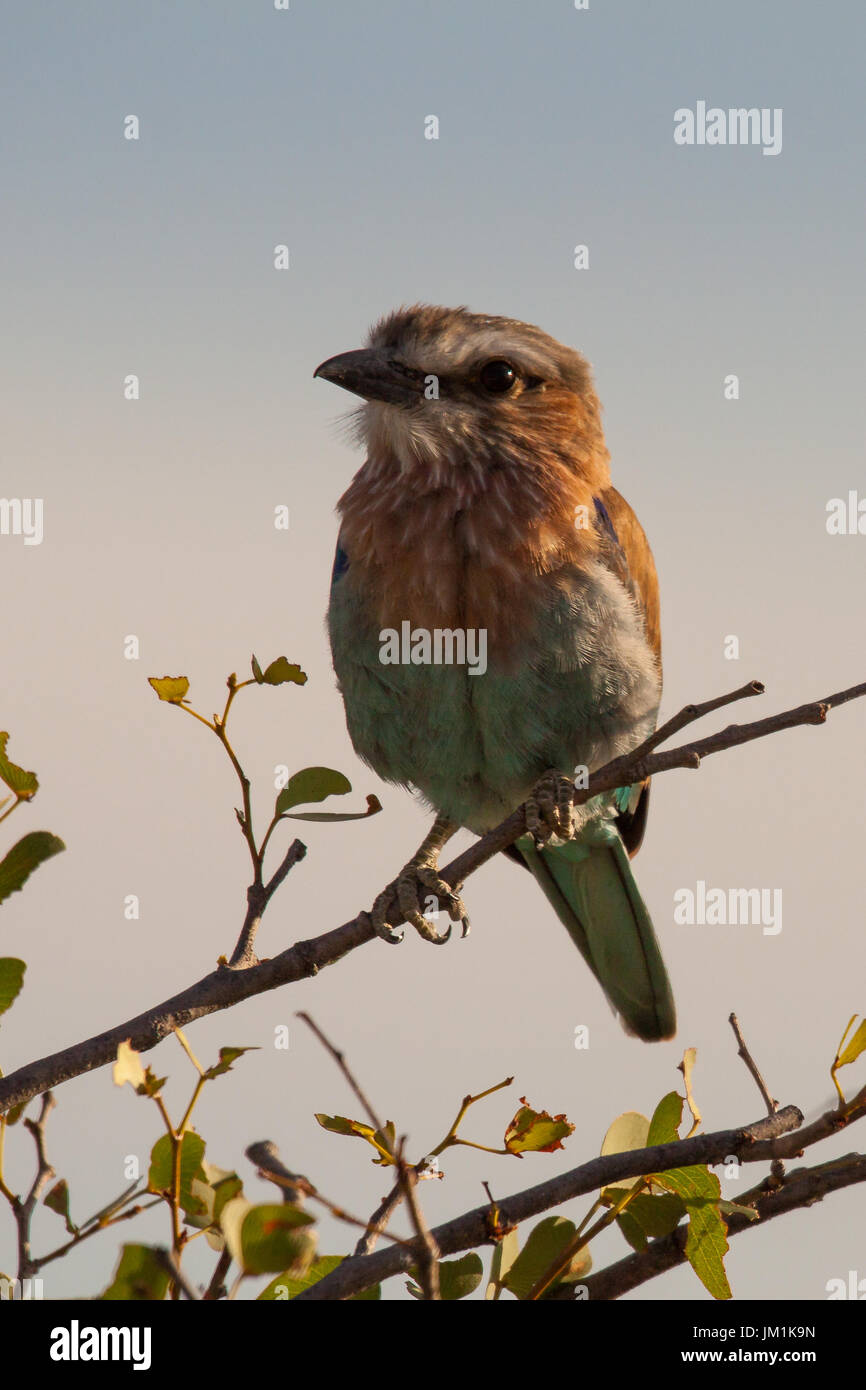 Indische Walze Vogel sitzt auf einem Bein, Namibia Stockfoto