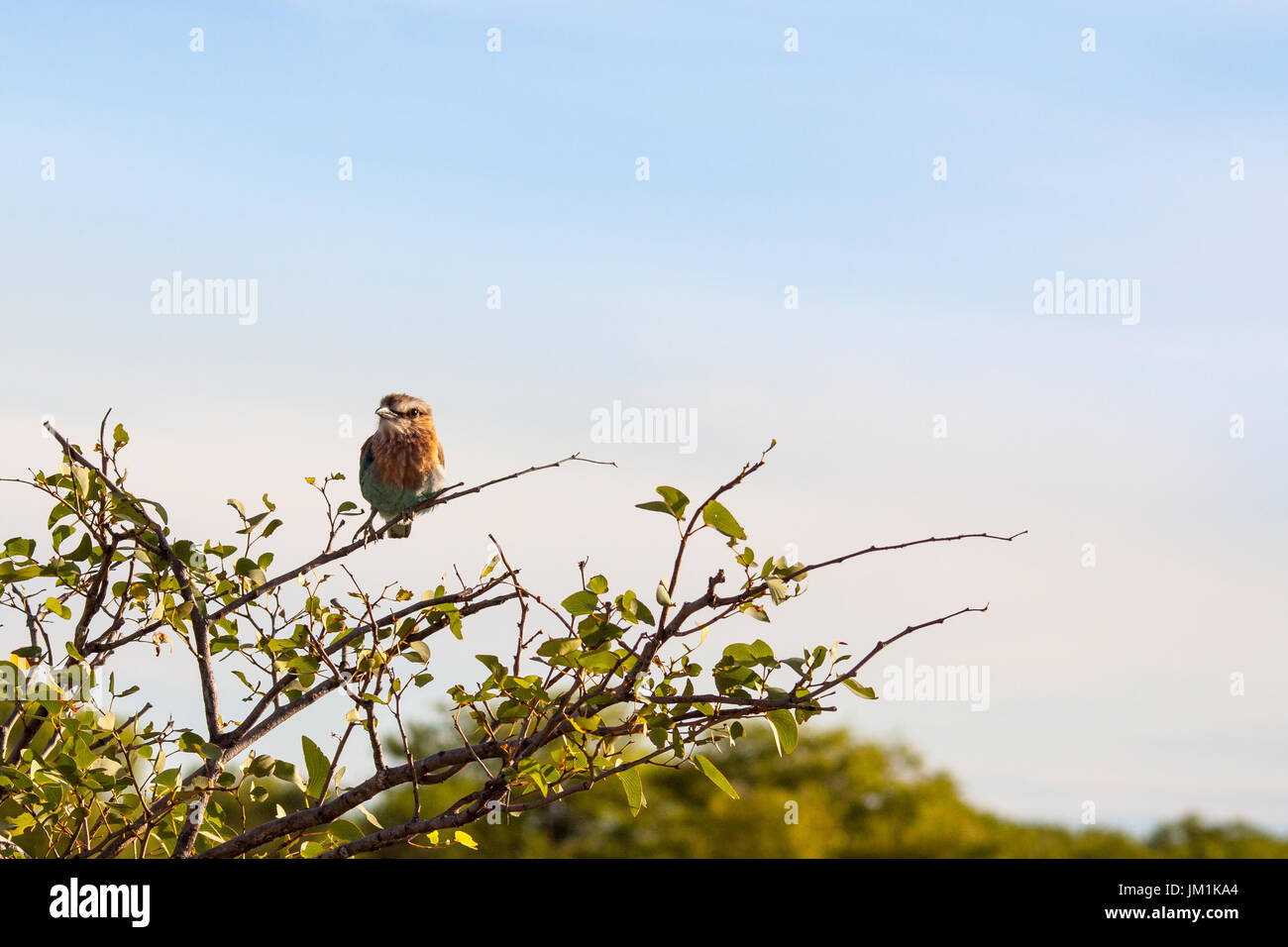 Indische Walze Vogel sitzt auf einem Baum, Namibia Stockfoto