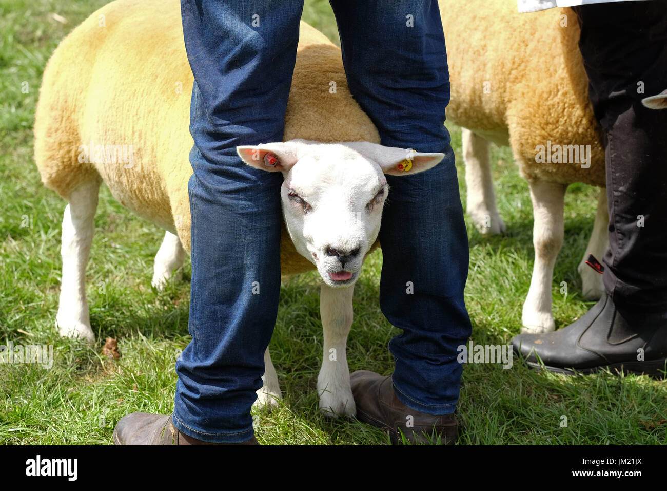 Royal Welsh Show, Builth Wells, Powys, Wales - Juli 2017 - A Beltex Schafe findet Unterschlupf zwischen seinen Beinen Handler in einem Outdoor-Arenen auf einem sonnigen, heißen Sommertag am zweiten Tag des diesjährigen Royal Welsh Show - The Royal Welsh ist Europas größte Agrarmesse. Foto-Steven Mai / Alamy Live News Stockfoto