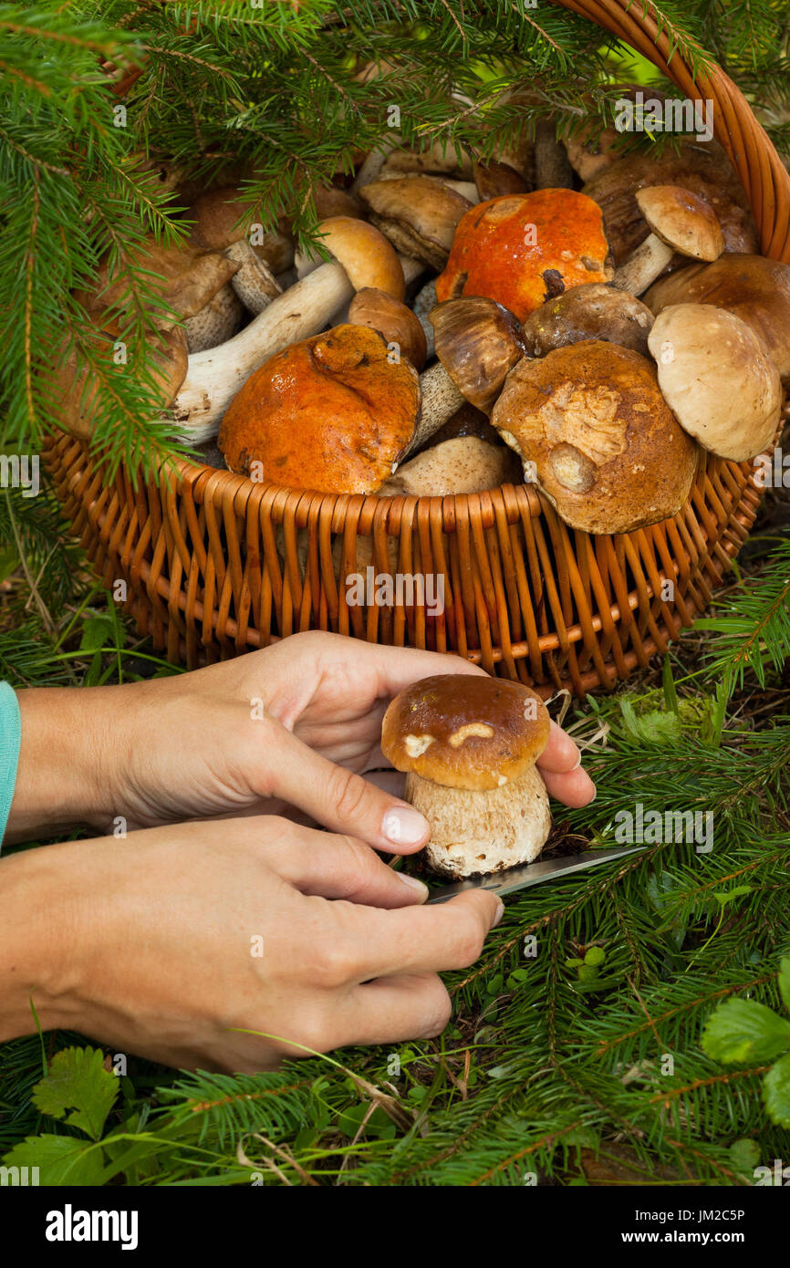 Sammeln von Pilzen. Weibliche Hände frische essbare Junge Pilz Boletus Edulis Jagd Messer in der Nähe von Weidenkorb mit essbarer Pilze im Wald. Stockfoto