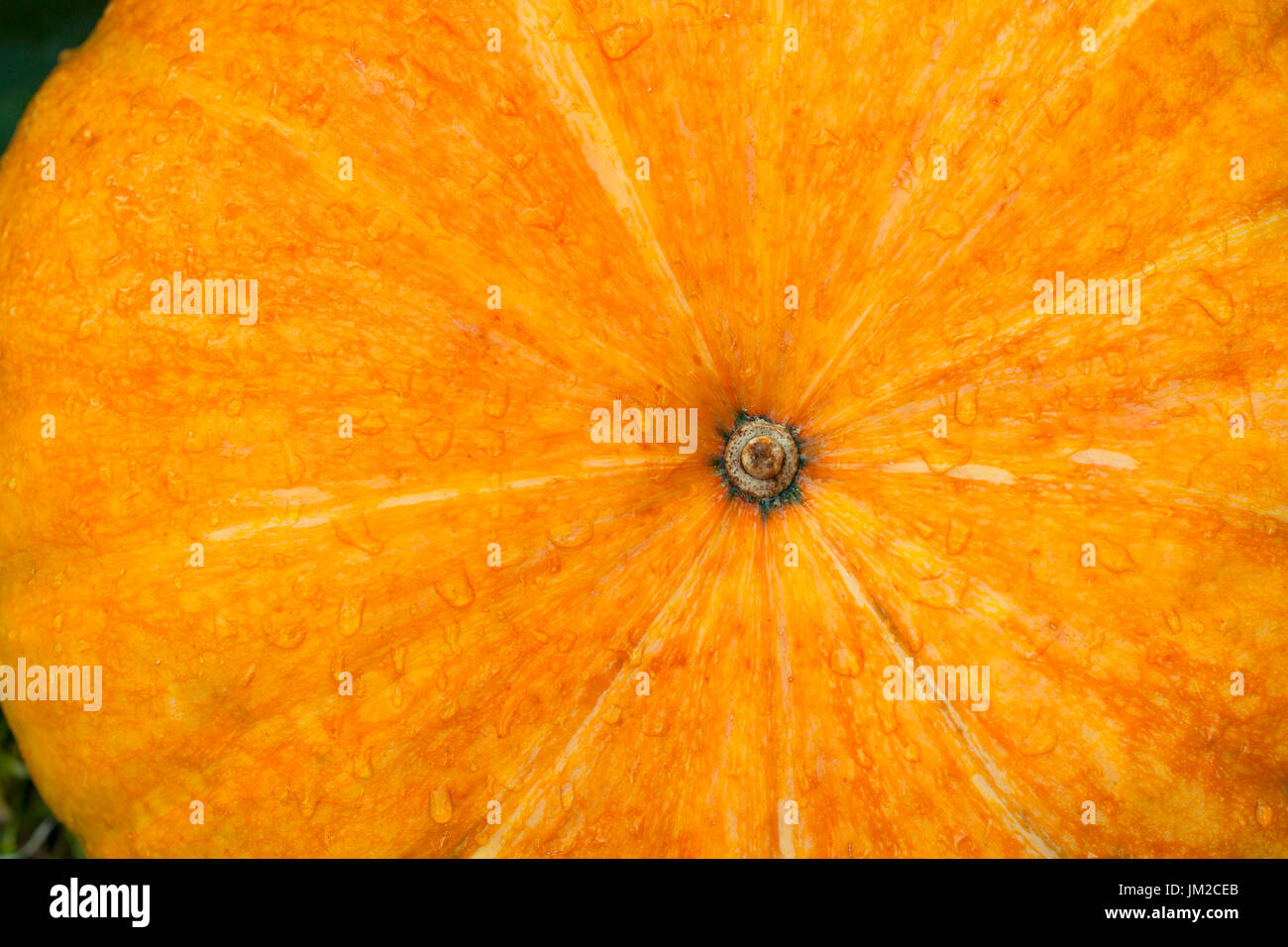 Frische Bio Orange Kürbis hautnah. Orange Kürbis. Nassen Kürbis. Stockfoto