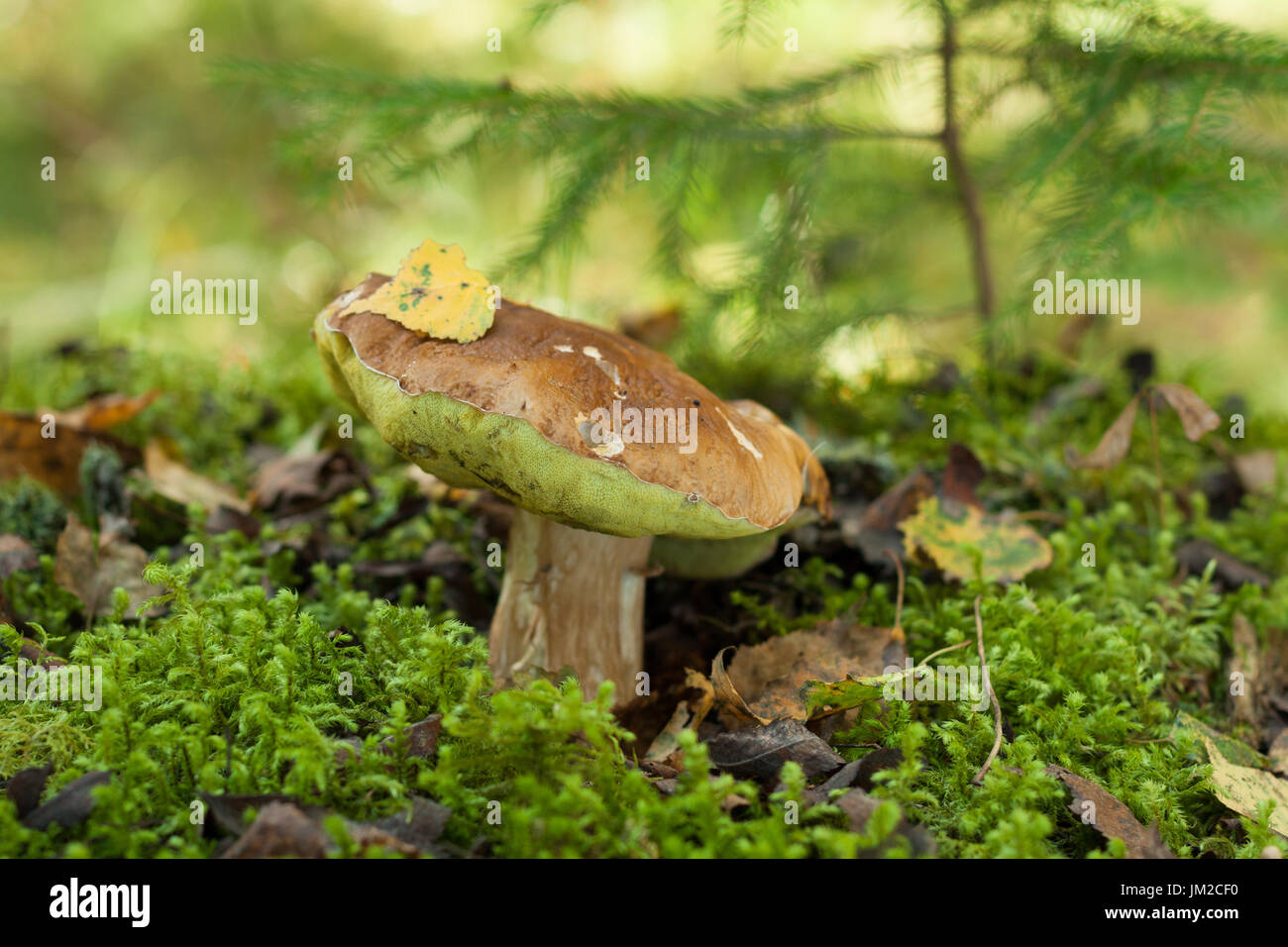 Schöne Herbst Wald essbare Pilz Boletus Edulis (Steinpilz) In grünem Moos. Hautnah. Stockfoto