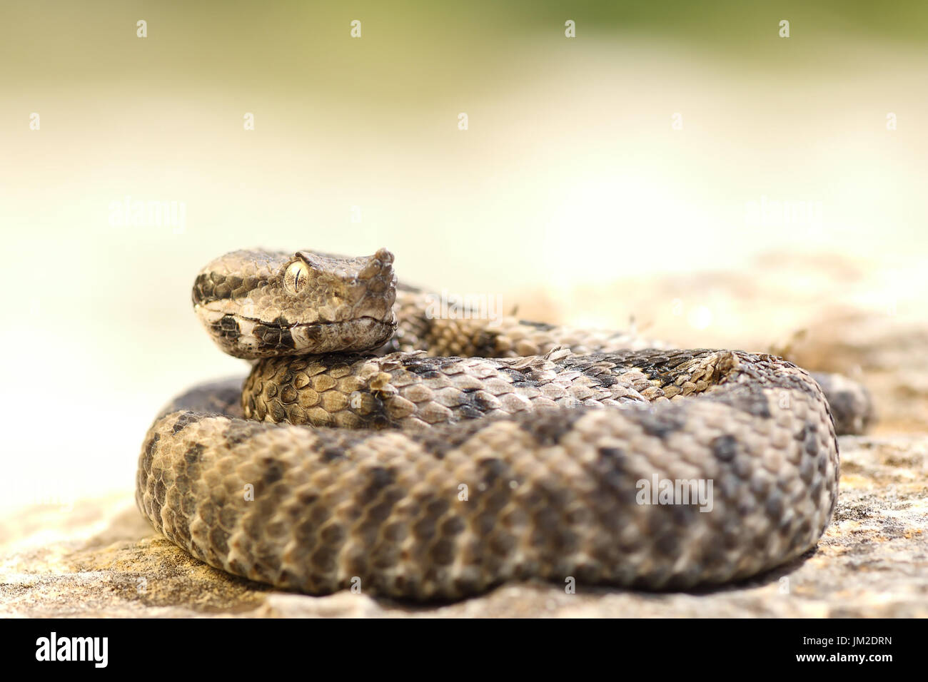 aggressive Nase Hornotter (Vipera Ammodytes) Streik bereit Stockfoto