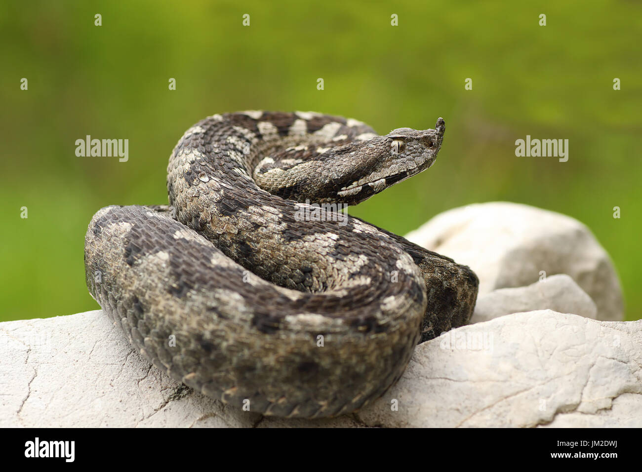 schöne gerochene Viper auf einem Felsen (Vipera Ammodytes, Aufnahme im natürlichen Lebensraum auf ein wildes Tier) Stockfoto