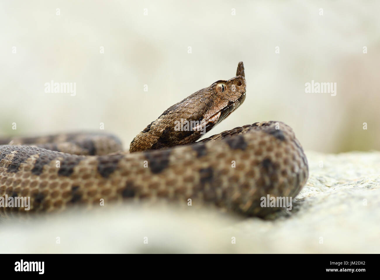 Porträt des gehörnten Kreuzotter (Vipera Ammodytes) Nahaufnahme Stockfoto