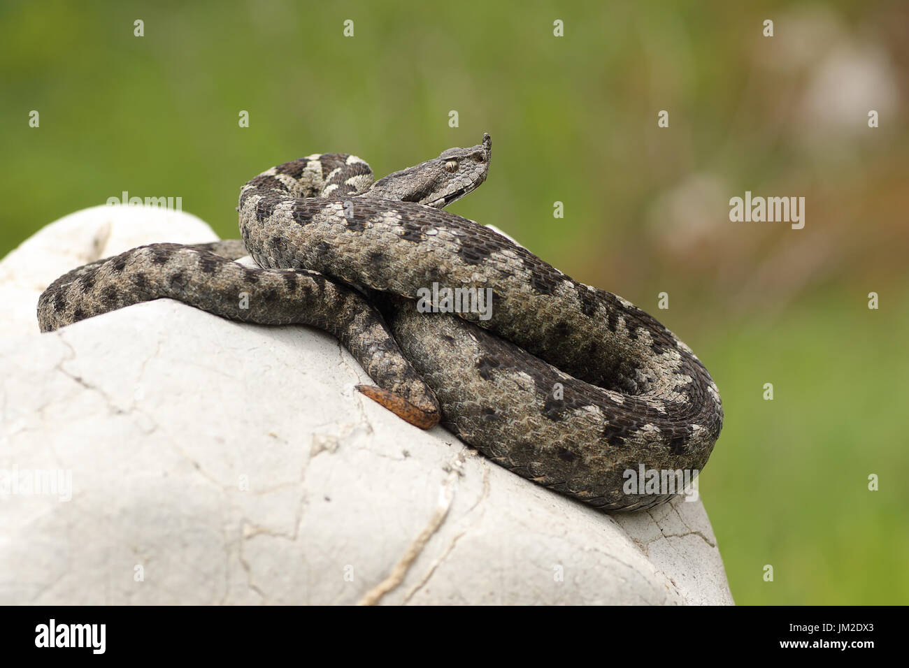 gefährliche Europäische Viper stehend auf einem Stein (Vipera Ammodytes ot die Europäische Nase gehörnten Addierer) Stockfoto