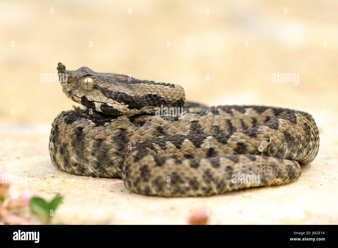 Juvenile Sand-Viper, ruht auf einem Felsen; diese gefährlichen europäischen Schlangen sind auf sonnigen Standorten in felsigen Gebieten (Vipera Ammodytes) Aalen. Stockfoto