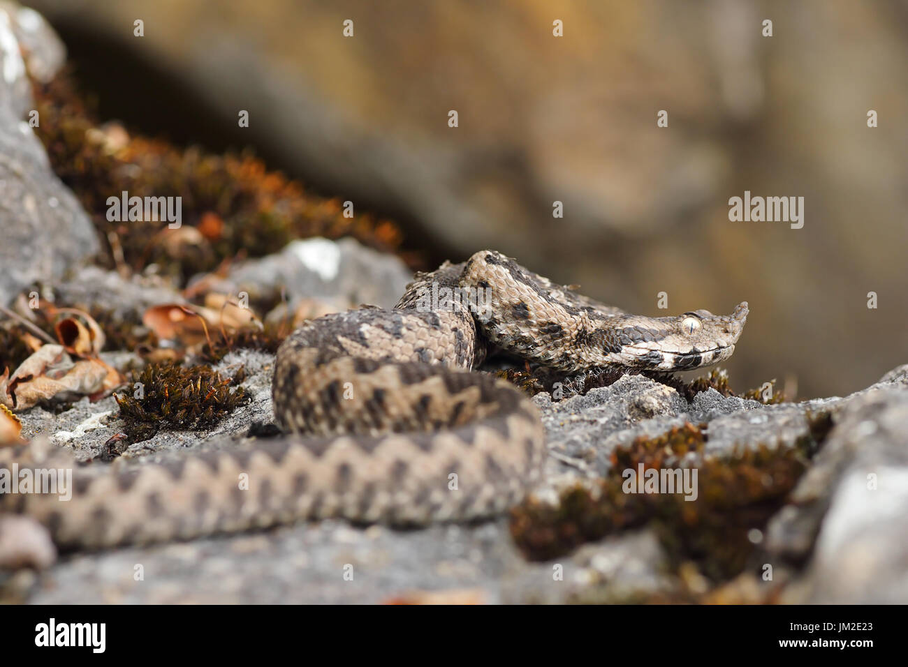Nase Hornotter im natürlichen Lebensraum (Vipera Ammodytes) Stockfoto