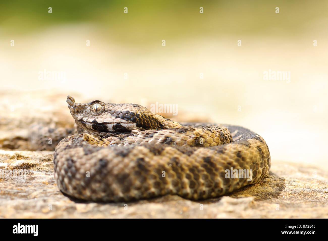 kleinen Vipera Ammodytes sonnen sich auf einem Stein (juvenile giftige Nase Hornotter) Stockfoto