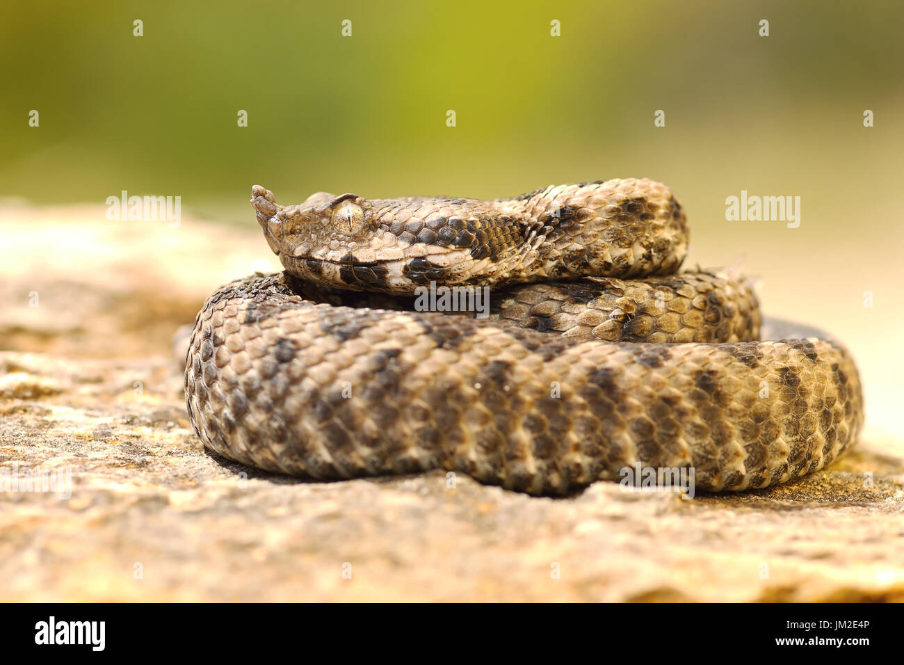 junge Viper Aalen auf Stein, juvenile schöne Nase gehörnten Kreuzotter (Vipera Ammodytes) Stockfoto