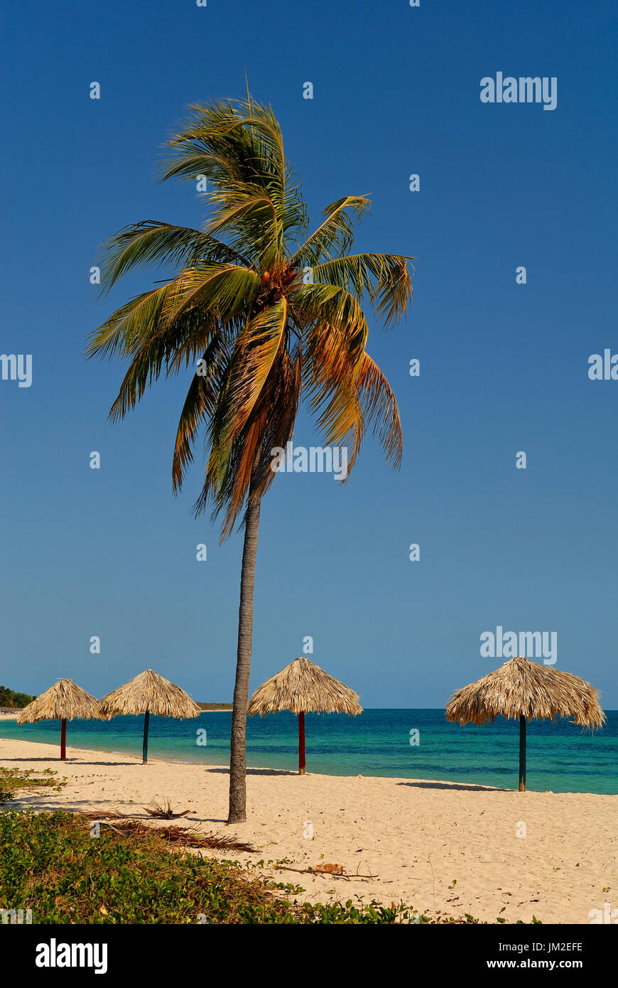 Eine einsame Palme am Strand Playa Ancon, Kuba. Stockfoto